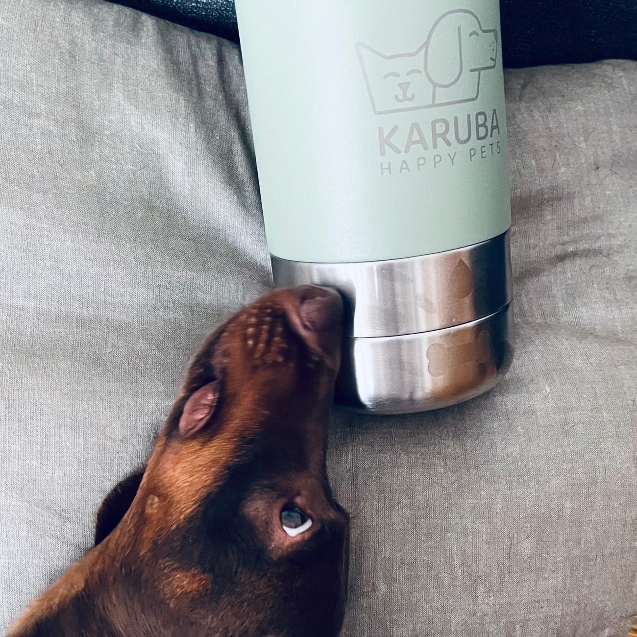 Teckel tumbado junto a la botella Karuba