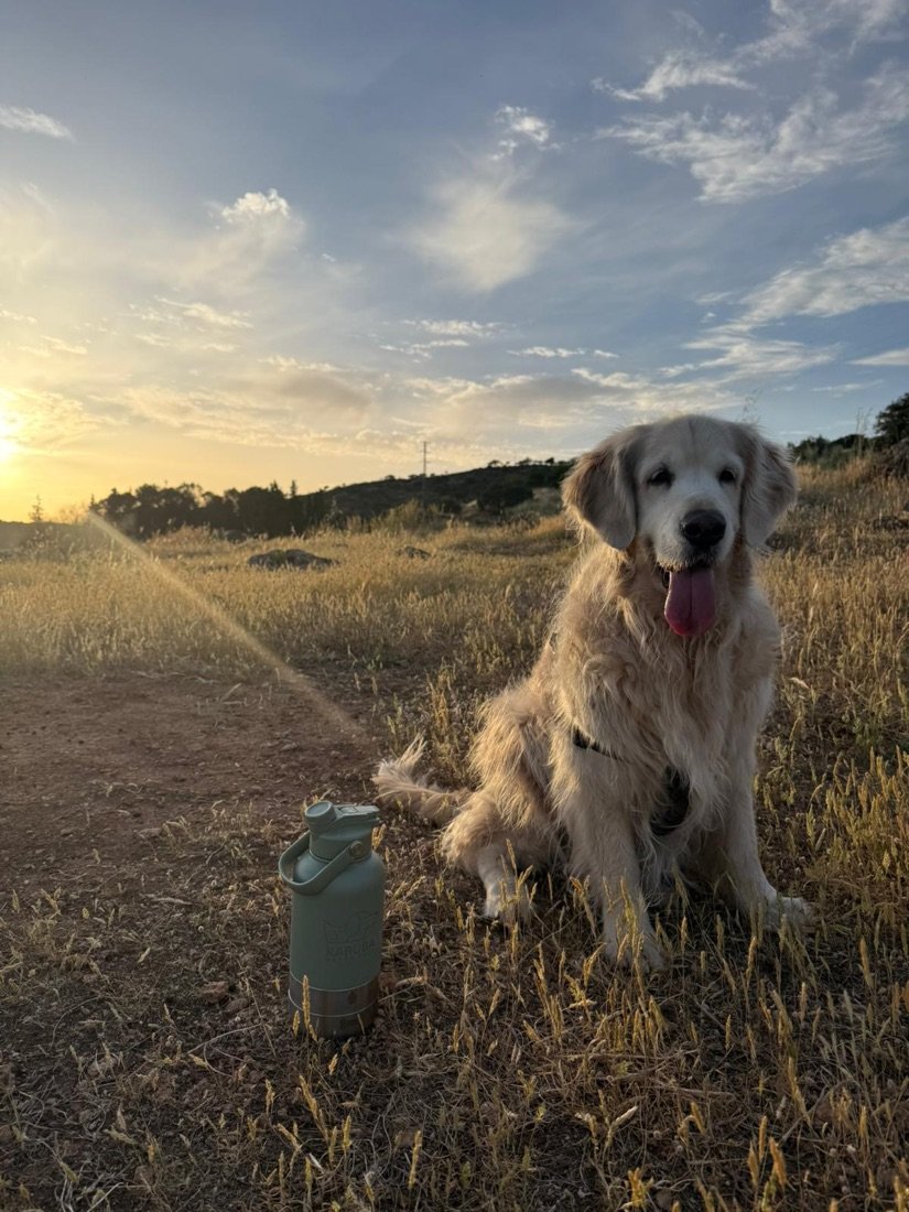 Golden retriever con la botella Karuba al atardecer