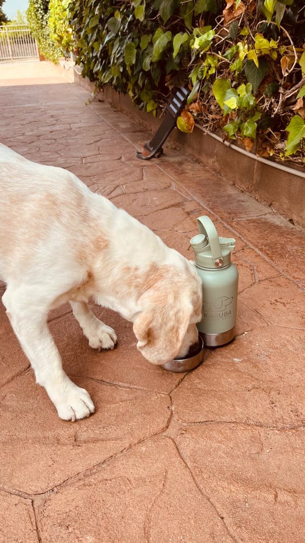 Perro bebiendo del plato de acero junto a la botella Karuba