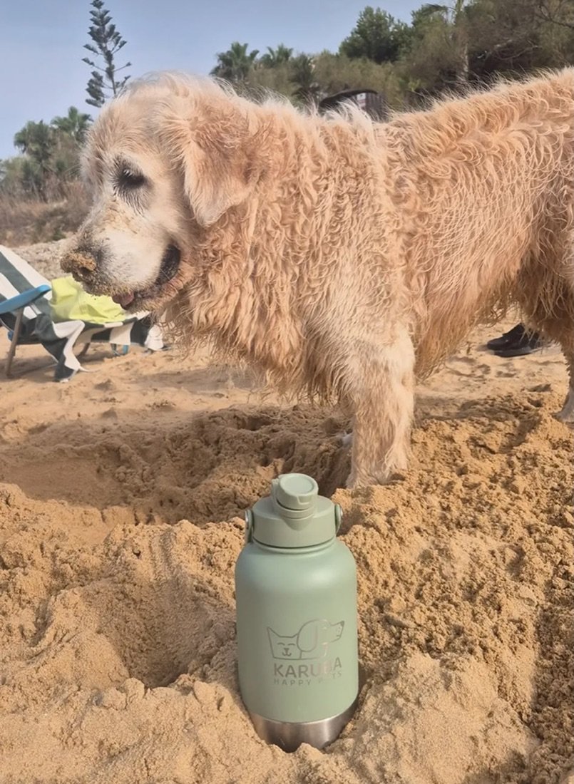 La botella Karuba en la playa junto a un golden retriever