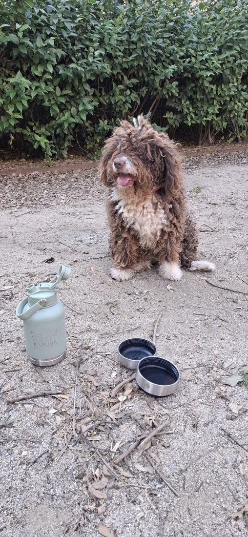 Perro de agua español con la botella y los dos platos
